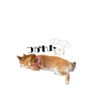 柴犬れんくん(日常会話)（個別スタンプ：9）