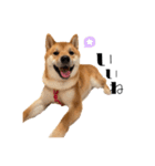 柴犬れんくん(日常会話)（個別スタンプ：10）