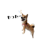柴犬れんくん(日常会話)（個別スタンプ：11）