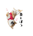 柴犬れんくん(日常会話)（個別スタンプ：12）