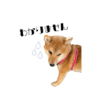 柴犬れんくん(日常会話)（個別スタンプ：13）
