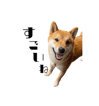 柴犬れんくん(日常会話)（個別スタンプ：14）