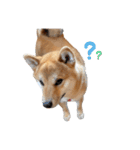 柴犬れんくん(日常会話)（個別スタンプ：15）