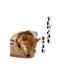 柴犬れんくん(日常会話)（個別スタンプ：16）
