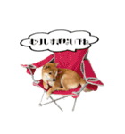 柴犬れんくん(日常会話)（個別スタンプ：17）