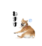 柴犬れんくん(日常会話)（個別スタンプ：18）