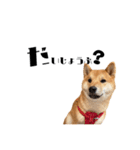 柴犬れんくん(日常会話)（個別スタンプ：19）