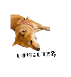 柴犬れんくん(日常会話)（個別スタンプ：20）