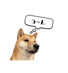 柴犬れんくん(日常会話)（個別スタンプ：21）