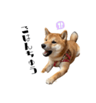 柴犬れんくん(日常会話)（個別スタンプ：22）