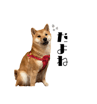 柴犬れんくん(日常会話)（個別スタンプ：23）