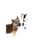 柴犬れんくん(日常会話)（個別スタンプ：24）