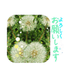 優しい花のスタンプ"A gift of flowers"2（個別スタンプ：10）