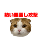 I♡スコティッシュフォールド（個別スタンプ：8）