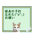 猫の似顔絵スタンプ（個別スタンプ：4）