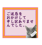 猫の似顔絵スタンプ（個別スタンプ：5）