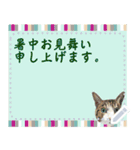 猫の似顔絵スタンプ（個別スタンプ：8）