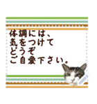 猫の似顔絵スタンプ（個別スタンプ：13）