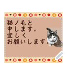 猫の似顔絵スタンプ（個別スタンプ：22）