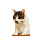 ぶさ猫 ムギくん4.2（個別スタンプ：3）