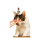 ぶさ猫 ムギくん4.2（個別スタンプ：4）