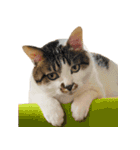 ぶさ猫 ムギくん4.2（個別スタンプ：5）