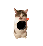 ぶさ猫 ムギくん4.2（個別スタンプ：8）