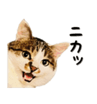 ぶさ猫 ムギくん4.2（個別スタンプ：10）