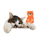 ぶさ猫 ムギくん4.2（個別スタンプ：13）