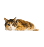 ぶさ猫 ムギくん4.2（個別スタンプ：17）