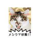 ぶさ猫 ムギくん4.2（個別スタンプ：18）