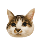 ぶさ猫 ムギくん4.2（個別スタンプ：23）