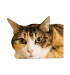 ぶさ猫 ムギくん4.2（個別スタンプ：24）