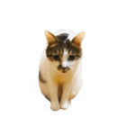ぶさ猫 ムギくん4.2（個別スタンプ：27）