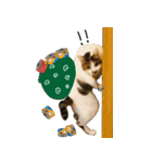 ぶさ猫 ムギくん4.2（個別スタンプ：31）