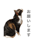 しもてぃーず7（個別スタンプ：1）