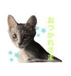 しもてぃーず7（個別スタンプ：4）