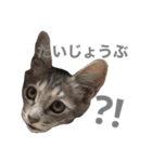 しもてぃーず7（個別スタンプ：5）