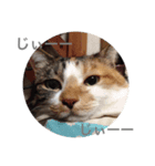 しもてぃーず7（個別スタンプ：7）