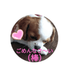 キャバリアのこむぎ kyabaria komugi（個別スタンプ：8）