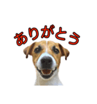 ジャックラッセルテリア ひとことスタンプ（個別スタンプ：1）
