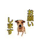 ジャックラッセルテリア ひとことスタンプ（個別スタンプ：2）