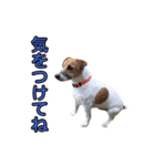 ジャックラッセルテリア ひとことスタンプ（個別スタンプ：3）