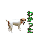 ジャックラッセルテリア ひとことスタンプ（個別スタンプ：6）