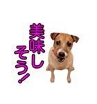ジャックラッセルテリア ひとことスタンプ（個別スタンプ：7）