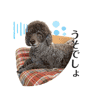 我が家のわんこスタンプ#2（個別スタンプ：4）