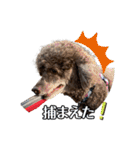 我が家のわんこスタンプ#2（個別スタンプ：10）