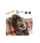 我が家のわんこスタンプ#2（個別スタンプ：11）