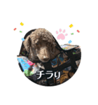 我が家のわんこスタンプ#2（個別スタンプ：15）