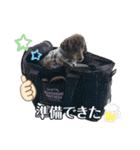 我が家のわんこスタンプ#2（個別スタンプ：32）